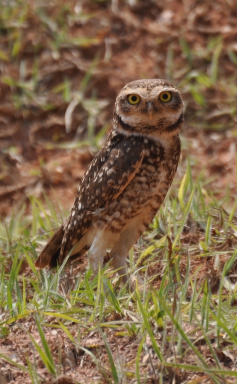 15 - Imagens do CEU.jpg